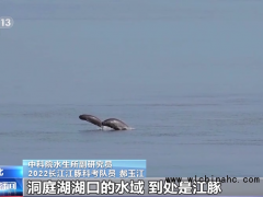 长江干流发现99对母子江豚 “微笑天使”首次实现历史性增长