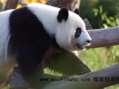 大熊猫最高年龄可达38岁 22岁的丫丫约等于人类的80岁