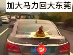 返程高速上的车尾挂满鸡鸭大鹅，后备箱就会被爸妈装得满满当当！