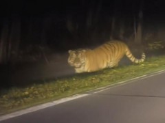男子夜遇野生东北虎 大喊“本地的”引对视 罕见对峙5秒[推荐]