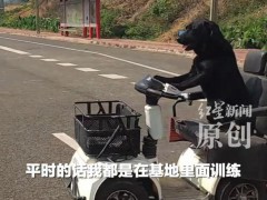 拉布拉多开车上路?交管局回应 网红狗学车引热议[推荐]