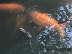 离谱！老鼠竟在西湖游泳“打劫”观赏鱼，当着游客面抢锦鲤口粮