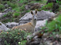 “麝香买卖案”4人落网 二审判了 非法交易获刑罚金[推荐]